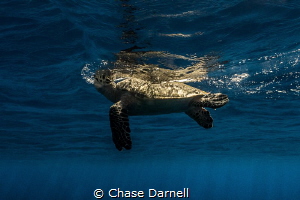"Take a Breath"
A Hawksbill Turtle starts a breath up to... by Chase Darnell 